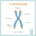 X chromosome sheme, DNA, telomeres are protective caps on the end of chromosomes, short arm, long arm